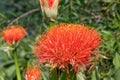 Powderpuff Blood lily Scadoxus multiflorus radiant deep orange flowers